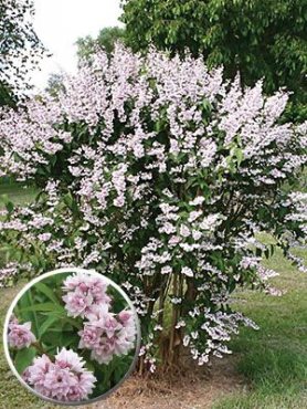 Дейція гібридна Rosea Plena (1 шт)