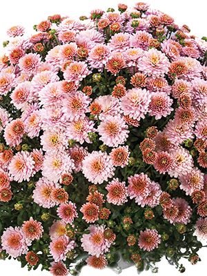 Хризантема мелкоцветковая низкорослая Branking Pink (3 шт) - 1