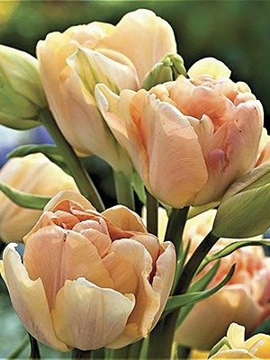 Тюльпани Махрові пізні Charming Lady 11/12 (20 шт) - 1