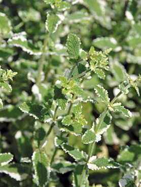Мята круглолистная Variegata (1 шт)