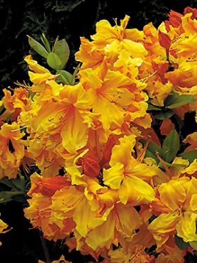 Рододендрон атлантический Golden Lights (1 шт)