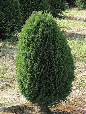 Туя західна Green Egg