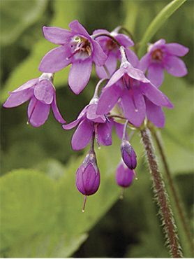 Заржица Маттиоли (3 шт)