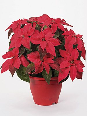 Зірка різдвяна Princettia Indian Red Impr. - 1