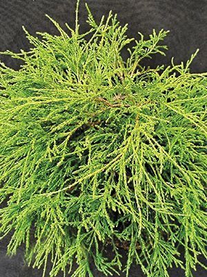 Кипарисовик горохоплодный Sungold (1 шт) - 1
