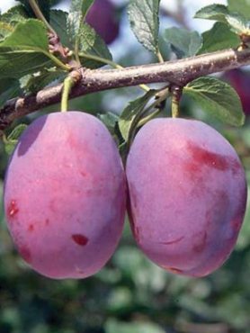Слива Чачакская ранняя (1 шт)