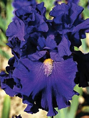 Ирисы высокие бородатые Blue Suede Shoes (1 шт) - 1