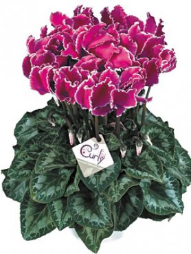 Цикламен крупноцветковый Halios Curly Violet Lisere F1 (1 шт)