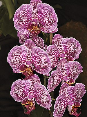 Фаленопсис гибридный Fusheng Pink Pearl x Yushan Mongo (1 шт)