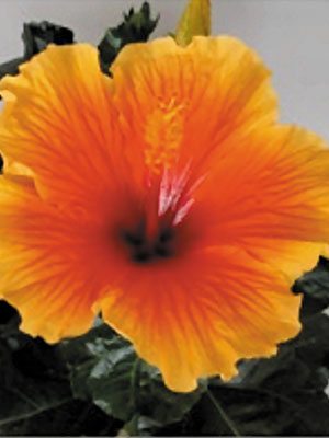 Гибискус китайский Fiori Grande Evora (1 шт)