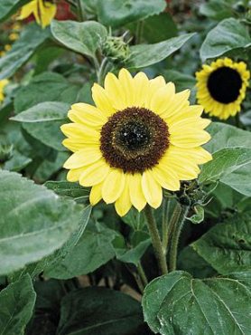 Соняшник однорічний Sunrich Lemon F1 (10 шт)