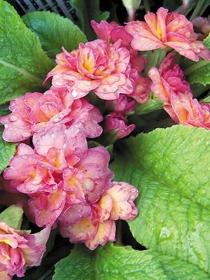 Примула обыкновенная Petticoat Clear Pink F1 (3 шт) - 1