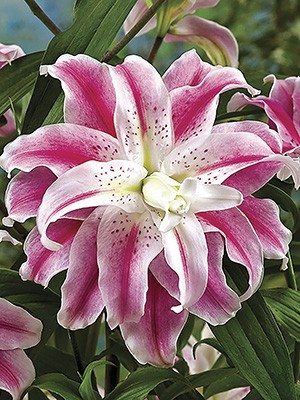 Восточные гибриды Sweet Rosy 12/14 (20 шт) - 1