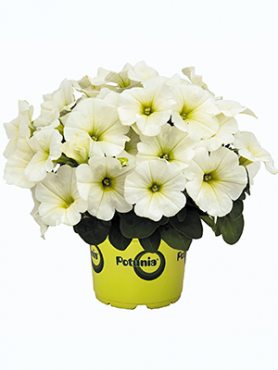 Петуния гибридная Potunia Plus White (Р12) (1 шт)