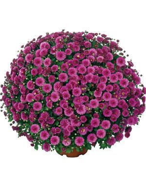 Хризантема дрібноквіткова низькоросла Fushini Mauve (3 шт) - 1
