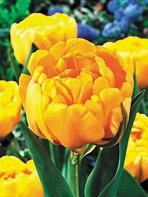 Тюльпаны Махровые поздние Yellow Pomponette 11/12 (100 шт) - 1