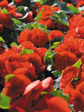 Бегония красивоцветущая Solenia Red (1 шт)