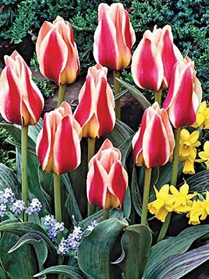 Тюльпаны Грейга Mary Ann 10/11 (3 шт) - 1