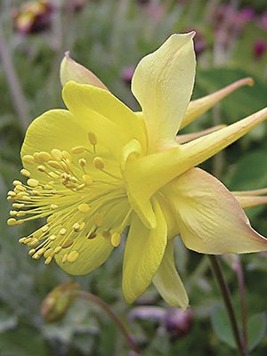 Водосбор золотистоцветковый Yellow Queen (3 шт) - 1