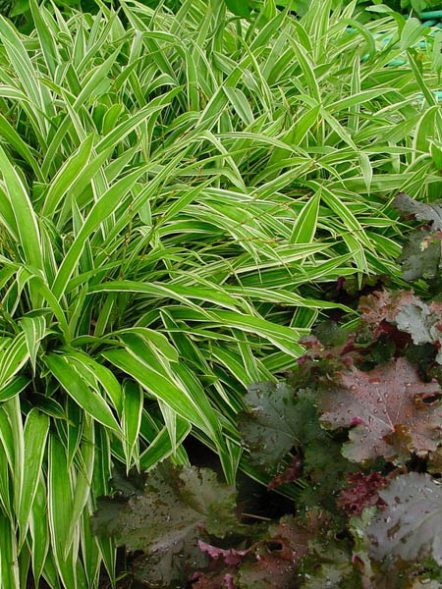 Осока ржаволистая Variegata (1 шт) - 1
