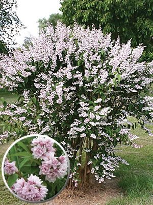 Дейція гібридна Rosea Plena (1 шт) - 1