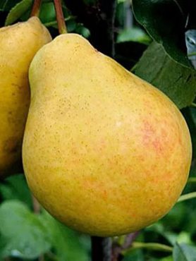 Груша Медовая (1 шт)