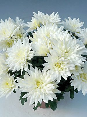 Хризантема срезочная Smola White (3 шт) - 1