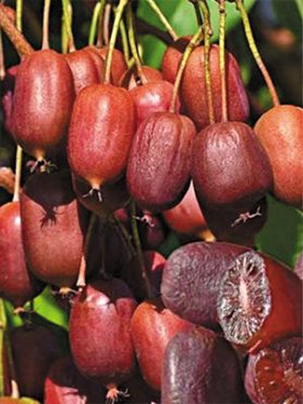 Актинидия острая Weiki M+Scarlet September Kiwi (2 шт)