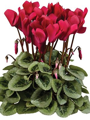 Цикламен среднецветковый Super Rembrandt Wine Red F1        (1 шт) - 1