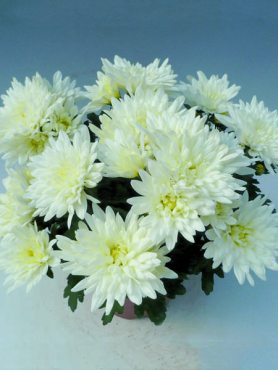 Хризантема горшечная Smola White (9 шт)