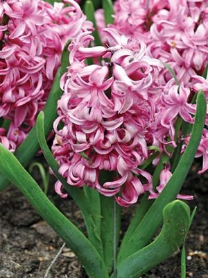 Гіацинт садовий Pink Pearl 15/16 (100 шт) - 1
