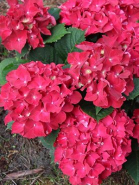 Гортензия крупнолистная Bright Red (1 шт)