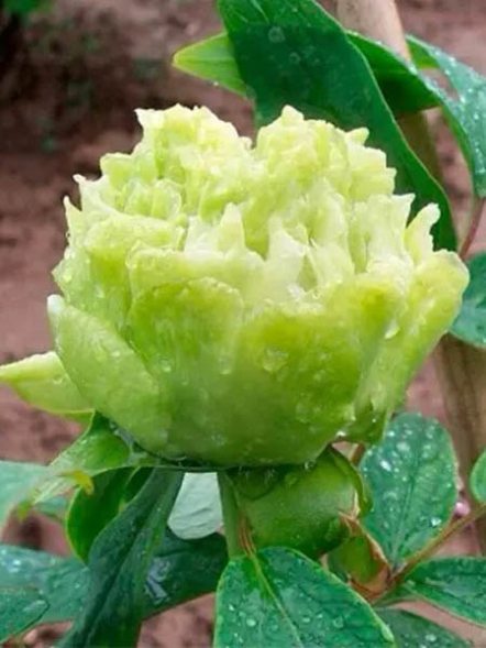 Пион древовидный Green Jade (1 шт) - 1