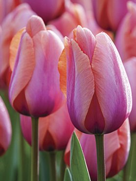 Тюльпаны Триумф Holland Beauty 12/+ (3 шт)