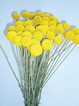 Краспедия шаровидная Барабанные палочки, желтая (20 шт)