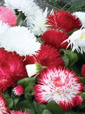 Стокротки багаторічні Habanera, суміш (10 шт)