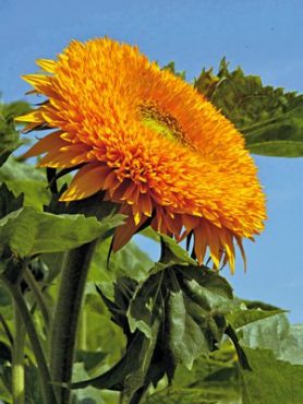 Соняшник однорічний Orange Sun, махровий (20 шт)