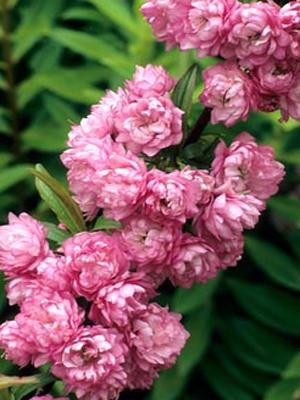 Вишня залозиста Rosea Plena (1 шт)