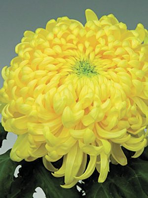 Хризантема зрізна Br.Yellow May Shoesmith (3 шт) - 1