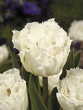 Тюльпаны Махровые бахромчатые Snow Chrystal 11/12 (3 шт)