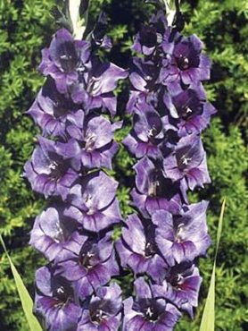 Гладиолус садовый Purple Flora (5 шт)