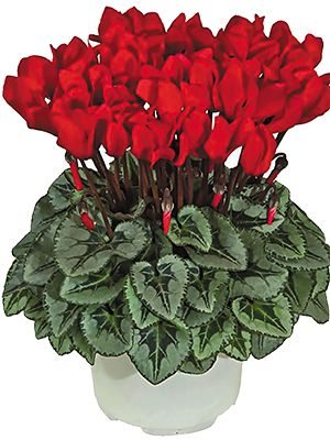 Цикламен миниатюрный Metis Rouge Ecarlate Decora F1  (1 шт) - 1