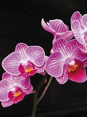 Фаленопсис гибридный Fairy Zhi Nu (1 шт) - 1