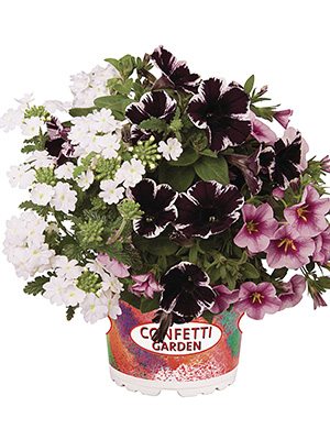 Набор  Confetti Garden Marvelous Kiss (1 шт)