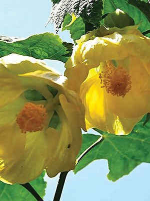 Абутилон гібридний Aminka Yellow (1 шт)