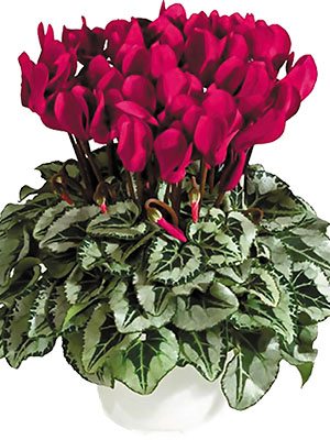 Цикламен Metis Decora Deep Magenta Silverleaf F1                       (1 шт) - 1