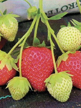 Земляника крупноплодная (клубника) Ania (6 шт)