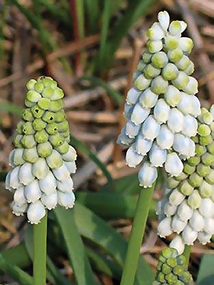 Мускари армянский Ester 7/8 (100 шт) - 1