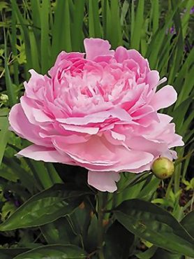 Півонія молочноцветковый Pink Giant (1 шт)