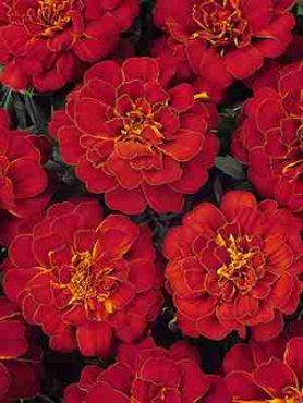 Бархатцы отклоненные Durango Red, красно-коричневые (10 шт)